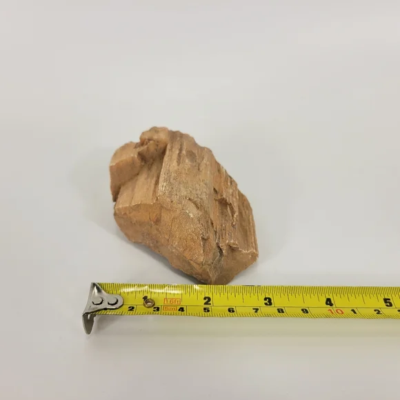 Petrified Wood Small 3 Inch Raw Natural Fossil Rock Specimen Arizona Mineral - Picture 9 of 12